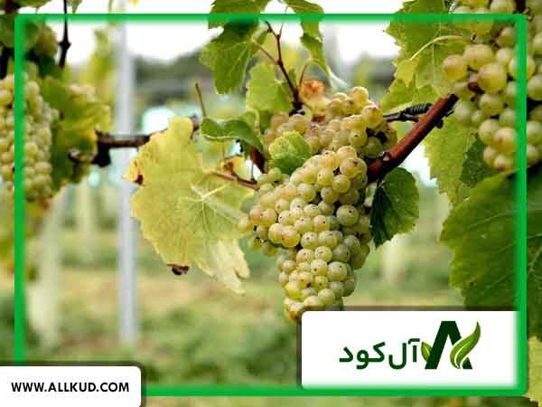 درخت انگور