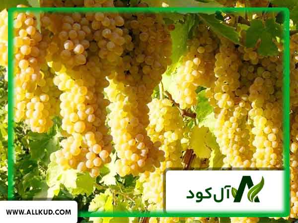 درخت انگور