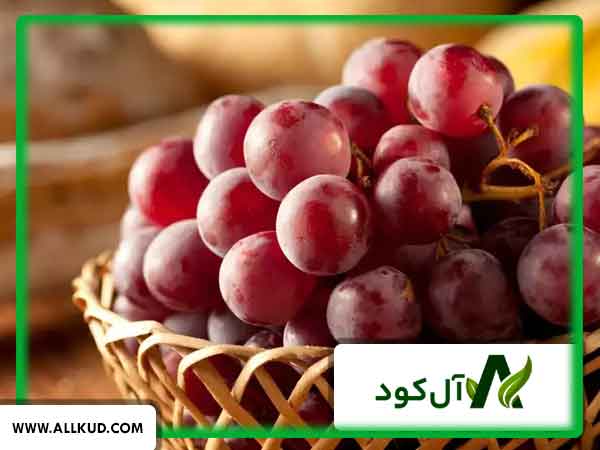 درخت انگور