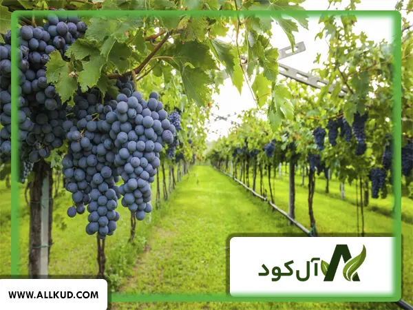 برنامه غذایی درخت انگور