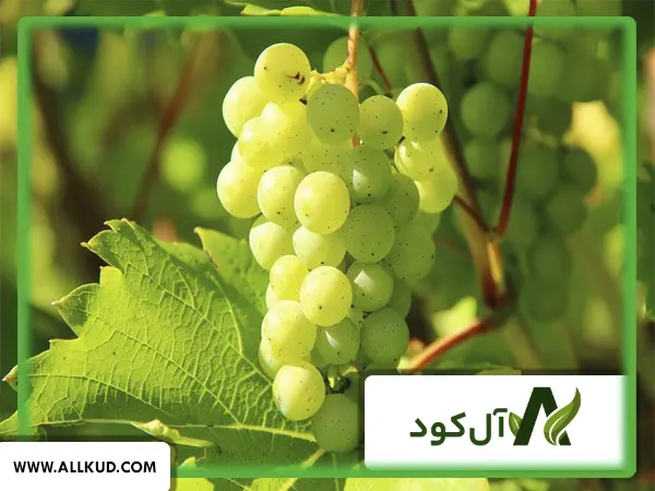 برنامه غذایی درخت انگور