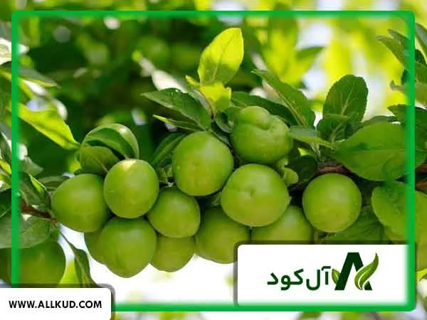 درخت گوجه سبز
