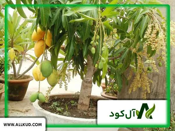 کشت انبه در داخل گلدان