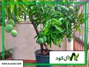 کشت انبه در داخل گلدان