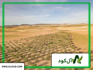 هر هکتار پسته 20 ساله چند تن بار خشک می‌دهد؟