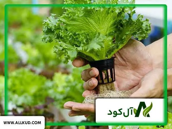 کشت هیدروپونیک چیست