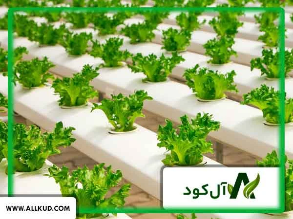 کشت هیدروپونیک چیست