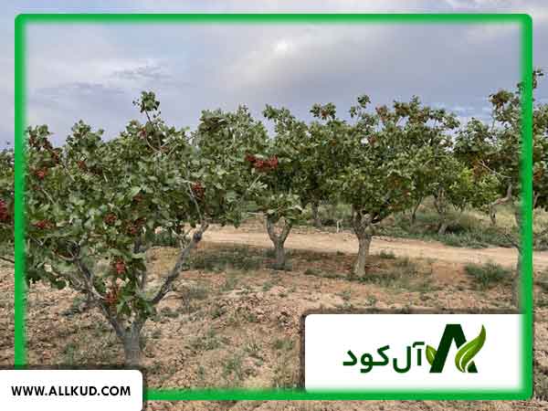 عوامل موثر بر افزایش تناژ پسته