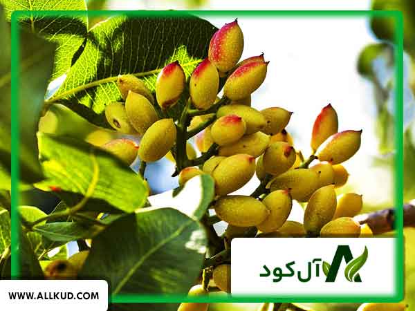 افزایش تناژ پسته به چه عواملی بستگی دارد؟
