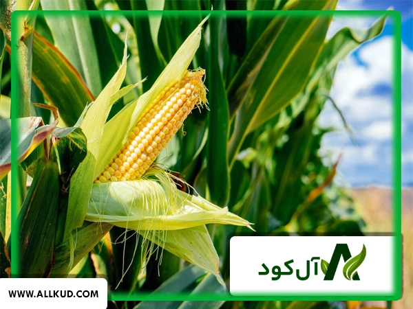انواع بیماری‌های ذرت و راهکارهای مقابله با آن