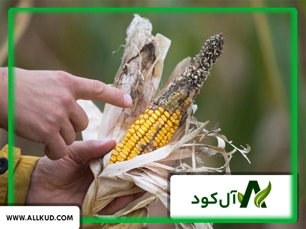 انواع بیماری‌های ذرت و راهکارهای مقابله با آن