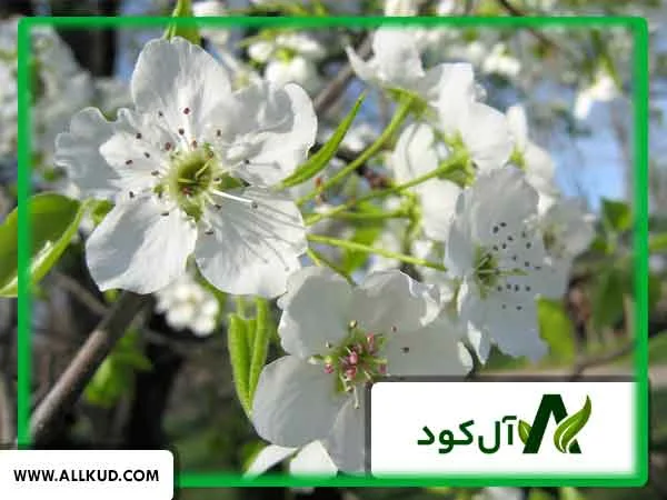 افزایش گلدهی درختان