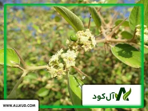 افزایش گلدهی درختان