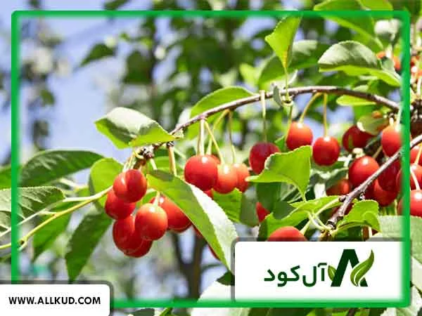 معرفی راه های کاربردی برای افزایش سرعت رشد درخت