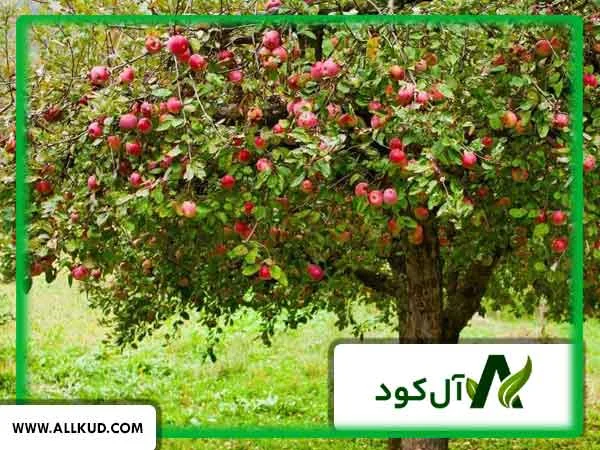 معرفی راه های کاربردی برای افزایش سرعت رشد درخت