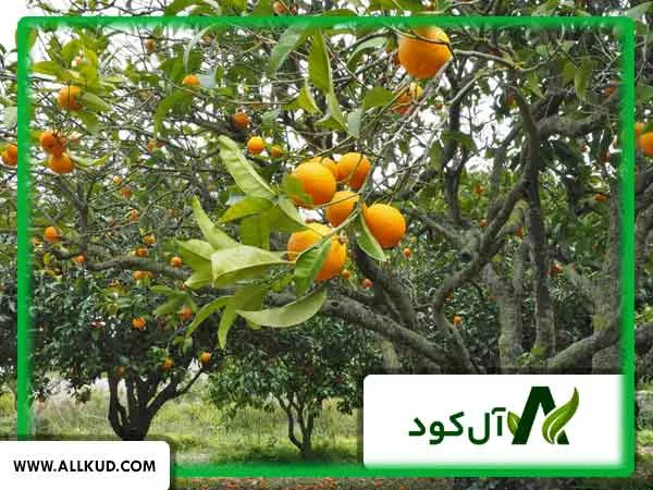 معرفی راه های کاربردی برای افزایش سرعت رشد درخت