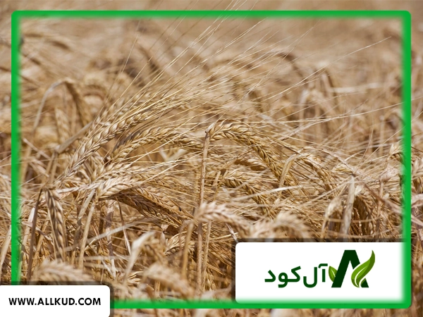 برای افزایش باردهی جو دیم چه باید کرد