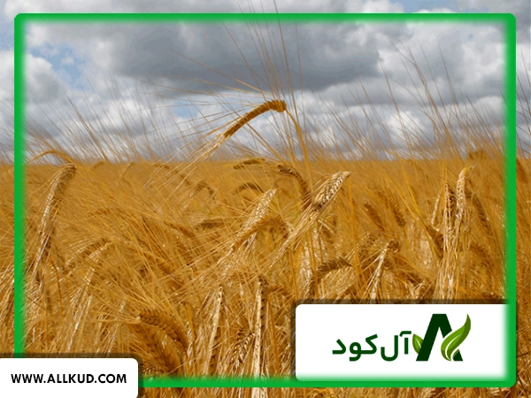 برای افزایش باردهی جو دیم چه باید کرد