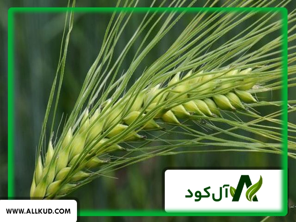 برای افزایش باردهی جو دیم چه باید کرد