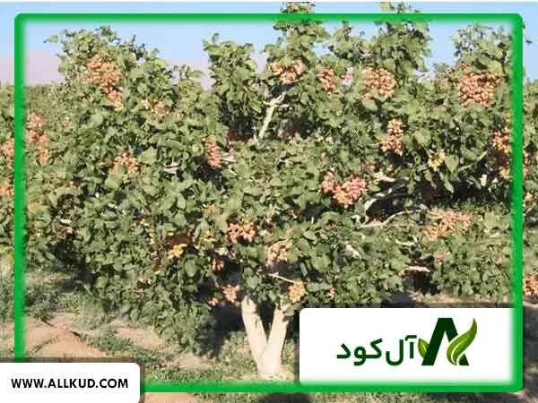 مزایای استفاده از کود آهن در برنامه غذایی درختان پسته