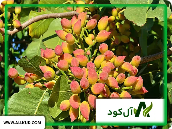 کشت درخت پسته در داخل گلخانه امکان پذیر است؟ و آیا صرفه اقتصادی دارد؟