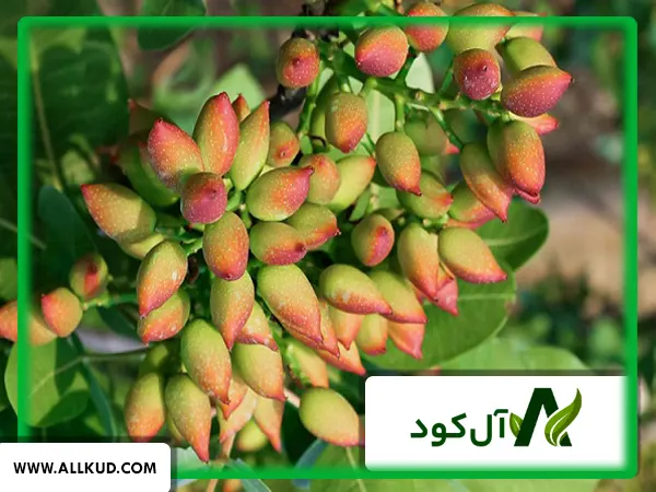 کشت درخت پسته در داخل گلخانه امکان پذیر است؟ و آیا صرفه اقتصادی دارد؟