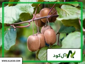 برنامه غذایی درخت کیوی
