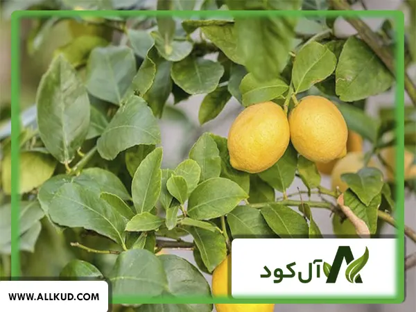 کوددهی مناسب برای درخت لیمو