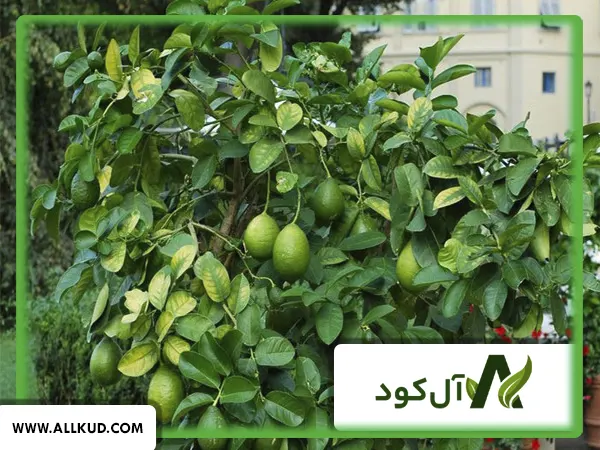 مراقبت و هرس درخت لیمو پربار