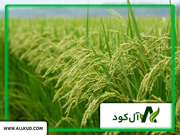 بیماریهای شلتوک