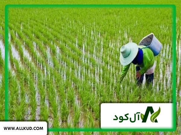 بیماریهای شلتوک