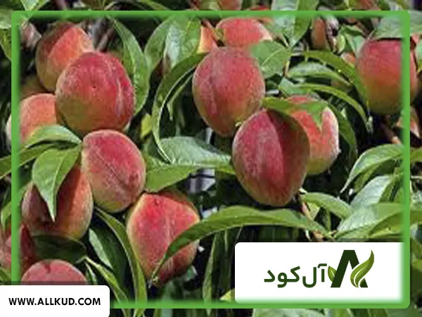 درخت هلو