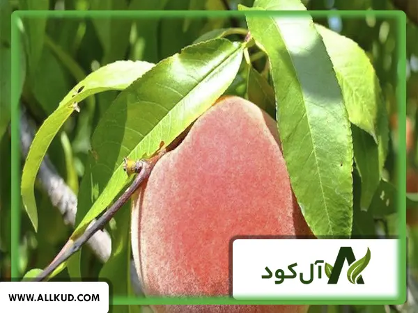 نهال جوان و سالم هلو آماده برای کاشت در زمین
