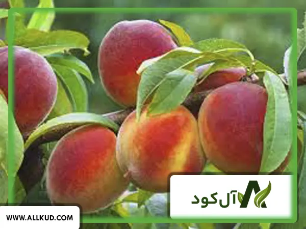 آماده سازی گودال مناسب برای کاشت نهال هلو در باغچه