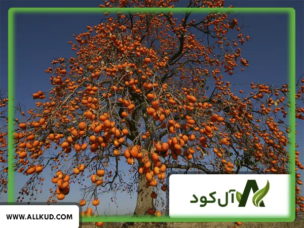 همه چیز درباره درخت خرمالو، نحوه کاشت و نگهداری