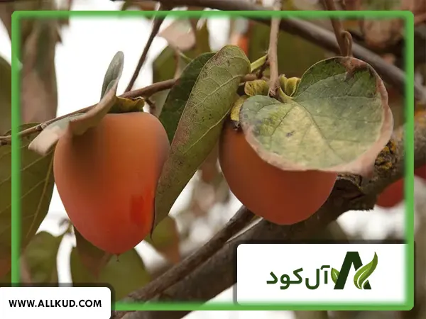 همه چیز درباره درخت خرمالو، نحوه کاشت و نگهداری