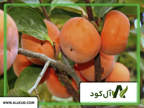 همه چیز درباره درخت خرمالو، نحوه کاشت و نگهداری