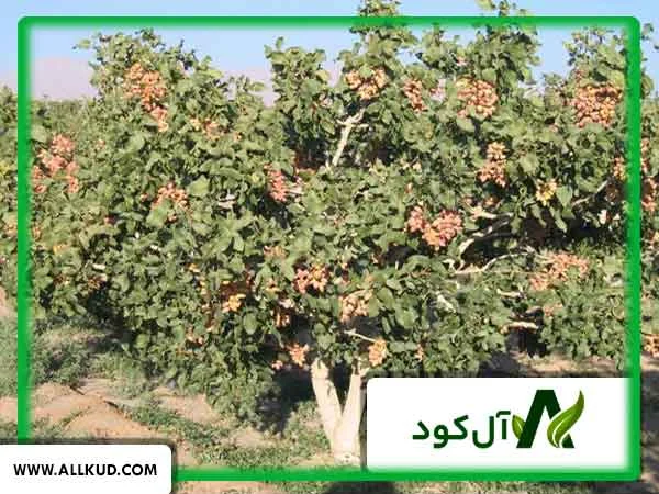 بهترین کود برای افزایش مقاومت درخت پسته در برابر پسیل