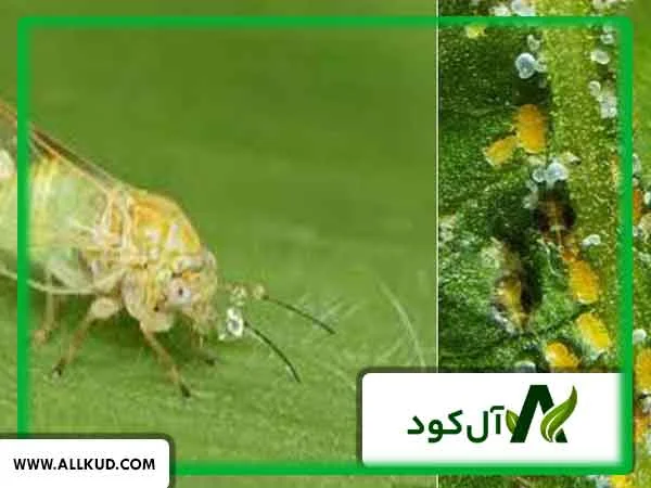 بهترین کود برای افزایش مقاومت درخت پسته در برابر پسیل
