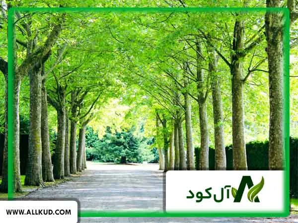 درخت چنار