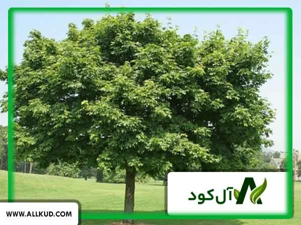 درخت چنار