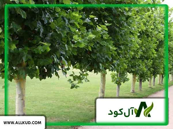درخت چنار