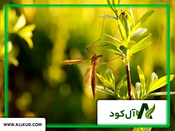 گیاهانی که حشرات مضر را فراری می‌دهند