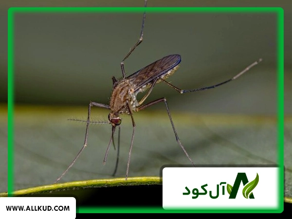 گیاهانی که حشرات مضر را فراری می‌دهند
