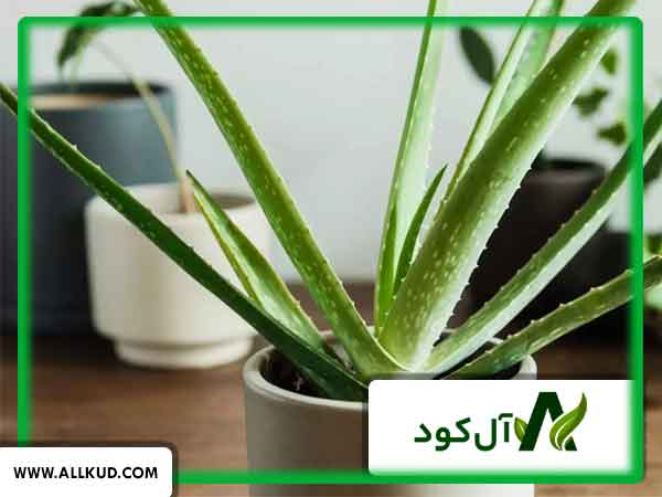 هزینه‌های احتمالی در پرورش آلوئه ورا