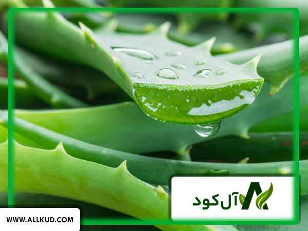 هزینه‌های احتمالی در پرورش آلوئه ورا