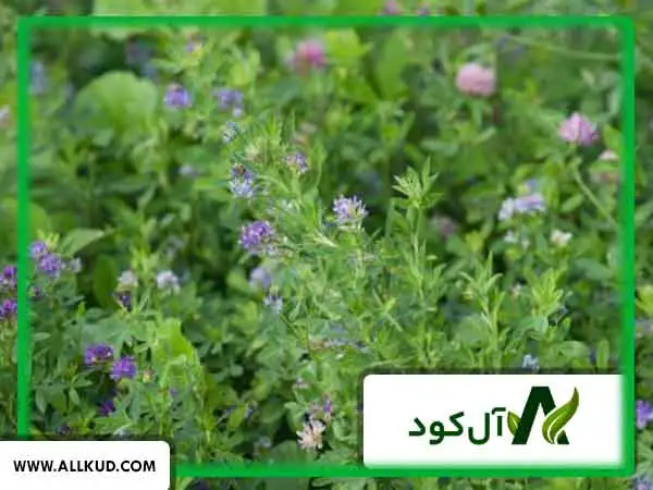خواص و عوارض کود اوره برای یونجه