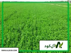 خواص و عوارض کود اوره برای یونجه