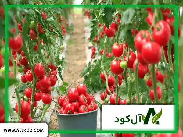 راهکارهای مبارزه با نماتد در گلخانه‌ها بخصوص گلخانه گوجه فرنگی ( متام سدیم )