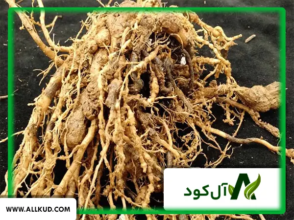 راهکارهای مبارزه با نماتد در گلخانه‌ها بخصوص گلخانه گوجه فرنگی ( متام سدیم )